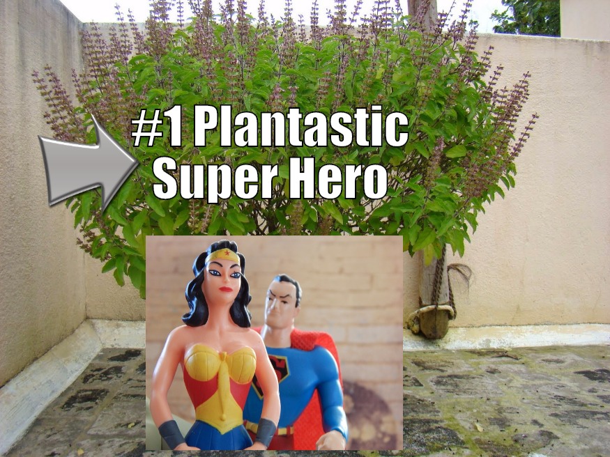 Is There Anything This Herb Can’t Do?